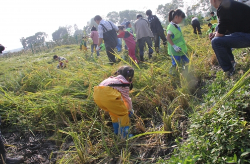 【宁波】都会出逃记，随着小海趣帮稻忙 ——水稻的神奇之旅，亲子共探自然神秘